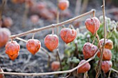 THE MANOR HOUSE  STEVINGTON  BEDFORDSHIRE. DESIGNER: KATHY BROWN - FROSTED ORANGE SEED HEADS OF PHYSALIS ALKEKENGI - THE CHINESE LANTERN
