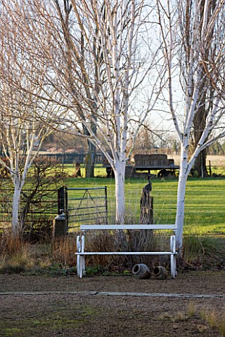 THE_MANOR_HOUSE__STEVINGTON__BEDFORDSHIRE_DESIGNER_KATHY_BROWN_WHITE_BENCH_WITH_WHITE_STEMMED_BETULA