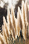 THE MANOR HOUSE  STEVINGTON  BEDFORDSHIRE. DESIGNER: KATHY BROWN - WINTER BACKLIGHTIING ON CORTADERIA SELLOANA  SILVER FEATHER. GRASS