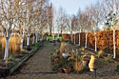 THE MANOR HOUSE  STEVINGTON  BEDFORDSHIRE. DESIGNER: KATHY BROWN: THE WHITE STEMMED BIRCH WALK WITH BETULA UTILIS VAR JACQUEMONTII GRAYSWOOD GHOST. WINTER