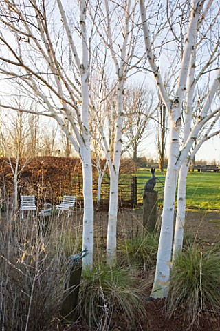 THE_MANOR_HOUSE__STEVINGTON__BEDFORDSHIRE_DESIGNER_KATHY_BROWN_THE_WHITE_STEMMED_BIRCH_WALK_WITH_BET