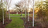 THE MANOR HOUSE  STEVINGTON  BEDFORDSHIRE. DESIGNER: KATHY BROWN: BIRCH TREES BESIDE THE MAIN DRIVE WITH THE ORCHARD BEYOND AND SENTRY HUT. WINTER