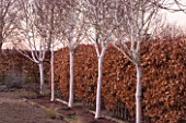 THE MANOR HOUSE  STEVINGTON  BEDFORDSHIRE. DESIGNER: KATHY BROWN: THE WHITE STEMMED BIRCH WALK WITH BETULA UTILIS VAR JACQUEMONTII GRAYSWOOD GHOST  AND BEECH HEDGE. WINTER.
