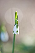 DR RONALD MACKENZIE  OXFORDSHIRE: SINGLE SNOWDROP; GALANTHUS SOUTH HAYES