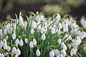 DR RONALD MACKENZIE  OXFORDSHIRE: SWATHES OF EARLY FLOWERING SNOWDROPS; GALANTHUS JOHN GRAY
