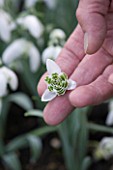 DR RONALD MACKENZIE  OXFORDSHIRE: DR RONALD MACKENZIE HOLDS UP THE REGULAR CONCENTRIC DOUBLE SNOWDROP; GALANTHUS LADY FAIRHAVEN.