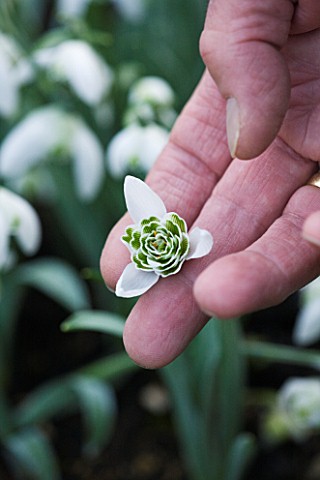 DR_RONALD_MACKENZIE__OXFORDSHIRE_DR_RONALD_MACKENZIE_HOLDS_UP_THE_REGULAR_CONCENTRIC_DOUBLE_SNOWDROP