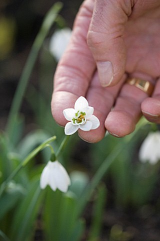DR_RONALD_MACKENZIE__OXFORDSHIRE_DR_RONALD_MACKENZIE_HOLDS_UP_THE_SIX_PETALLED_SNOWDROP_GALANTHUS_GO