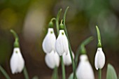 DR RONALD MACKENZIE  OXFORDSHIRE: SNOWDROPS PROPAGATED BY TWIN SCALING  IN DR MACKENZIES OXFORDSHIRE GARDEN