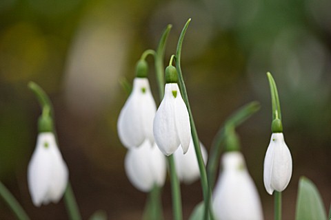DR_RONALD_MACKENZIE__OXFORDSHIRE_SNOWDROPS_PROPAGATED_BY_TWIN_SCALING__IN_DR_MACKENZIES_OXFORDSHIRE_