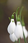 DR RONALD MACKENZIE  OXFORDSHIRE: SNOWDROPS PROPAGATED BY TWIN SCALING  IN DR MACKENZIES OXFORDSHIRE GARDEN