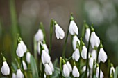 DR RONALD MACKENZIE  OXFORDSHIRE: SNOWDROPS PROPAGATED BY TWIN SCALING IN DR MACKENZIES OXFORDSHIRE GARDEN
