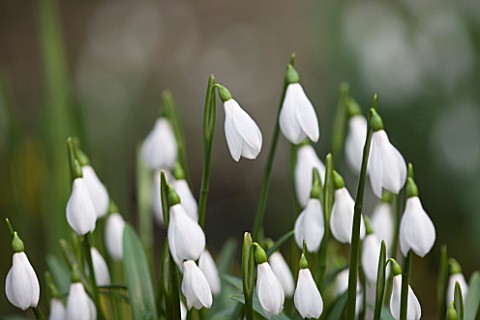 DR_RONALD_MACKENZIE__OXFORDSHIRE_SNOWDROPS_PROPAGATED_BY_TWIN_SCALING_IN_DR_MACKENZIES_OXFORDSHIRE_G