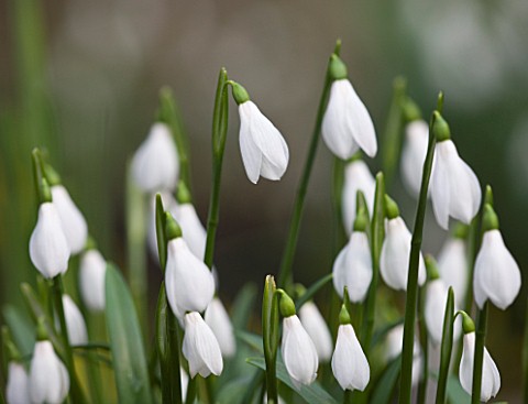 DR_RONALD_MACKENZIE__OXFORDSHIRE_SNOWDROPS_PROPAGATED_BY_TWIN_SCALING_IN_DR_MACKENZIES_OXFORDSHIRE_G