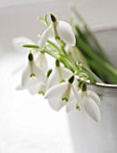 CLOSE UP OF SNOWDROPS - GALANTHUS NIVALIS  IN A WHITE JUG: STYLING BY JACKY HOBBS