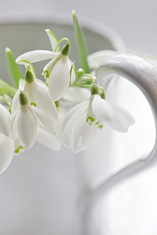 CLOSE_UP_OF_SNOWDROPS__GALANTHUS_NIVALIS__IN_A_WHITE_JUG_STYLING_BY_JACKY_HOBBS