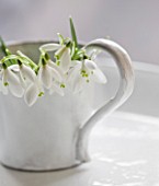 CLOSE UP OF SNOWDROPS - GALANTHUS NIVALIS  IN A WHITE JUG: STYLING BY JACKY HOBBS