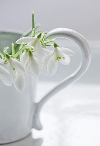 CLOSE_UP_OF_SNOWDROPS__GALANTHUS_NIVALIS__IN_A_WHITE_JUG_STYLING_BY_JACKY_HOBBS