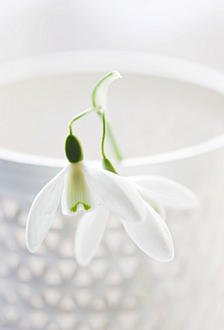 CLOSE_UP_OF_SNOWDROP_GALANTHUS_MRS_THOMPSON_IN_A_WHITE_CONTAINER__STYLING_BY_JACKY_HOBBS