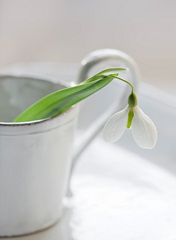 CLOSE_UP_OF_SNOWDROP_GALANTHUS_DIGGORY_IN_WHITE_JUGCONTAINER__STYLING_BY_JACKY_HOBBS