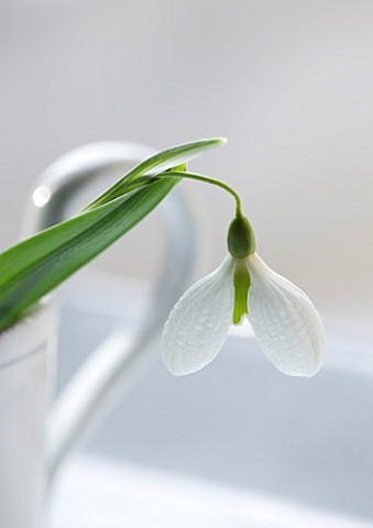 CLOSE_UP_OF_SNOWDROP_GALANTHUS_DIGGORY_IN_WHITE_JUGCONTAINER__STYLING_BY_JACKY_HOBBS