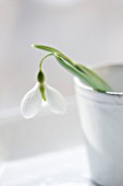 CLOSE UP OF SNOWDROP- GALANTHUS DIGGORY IN WHITE JUG/CONTAINER : STYLING BY JACKY HOBBS