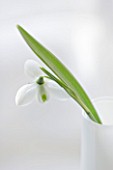 CLOSE UP OF SNOWDROP- GALANTHUS DIGGORY IN WHITE JUG/CONTAINER : STYLING BY JACKY HOBBS