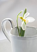 CLOSE UP OF SNOWDROP- GALANTHUS RONALD MACKENZIE IN WHITE CONTAINER : STYLING BY JACKY HOBBS