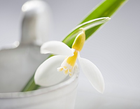 CLOSE_UP_OF_SNOWDROP_GALANTHUS_RONALD_MACKENZIE_IN_WHITE_CONTAINER__STYLING_BY_JACKY_HOBBS