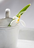 CLOSE UP OF SNOWDROP- GALANTHUS RONALD MACKENZIE IN WHITE CONTAINER : STYLING BY JACKY HOBBS
