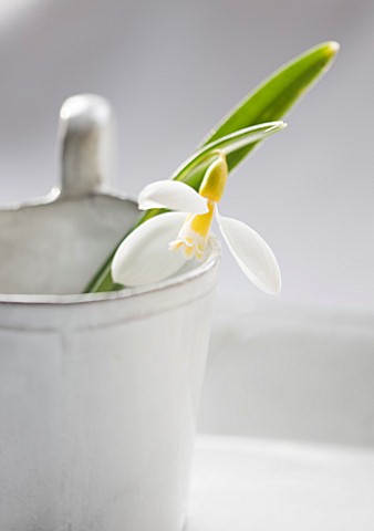 CLOSE_UP_OF_SNOWDROP_GALANTHUS_RONALD_MACKENZIE_IN_WHITE_CONTAINER__STYLING_BY_JACKY_HOBBS