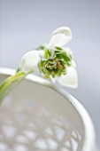 CLOSE UP OF SNOWDROP- GALANTHUS JAQUENETTA IN WHITE CONTAINER : STYLING BY JACKY HOBBS