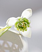 CLOSE UP OF SNOWDROP- GALANTHUS JAQUENETTA IN WHITE CONTAINER : STYLING BY JACKY HOBBS