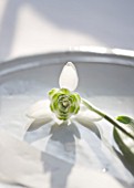 CLOSE UP OF SNOWDROP- GALANTHUS LADY FAIRHAVEN : STYLING BY JACKY HOBBS