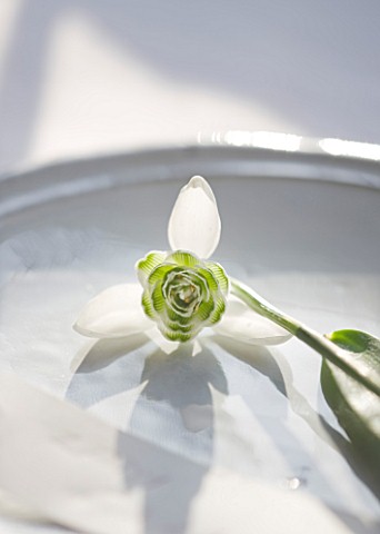 CLOSE_UP_OF_SNOWDROP_GALANTHUS_LADY_FAIRHAVEN__STYLING_BY_JACKY_HOBBS