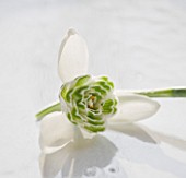 CLOSE UP OF SNOWDROP- GALANTHUS LADY FAIRHAVEN : STYLING BY JACKY HOBBS