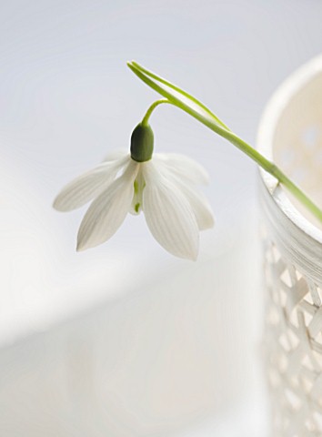 CLOSE_UP_OF_SNOWDROP_GALANTHUS_GODFREY_OWEN__STYLING_BY_JACKY_HOBBS
