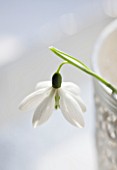 CLOSE UP OF SNOWDROP- GALANTHUS GODFREY OWEN : STYLING BY JACKY HOBBS