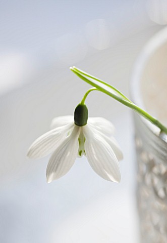 CLOSE_UP_OF_SNOWDROP_GALANTHUS_GODFREY_OWEN__STYLING_BY_JACKY_HOBBS