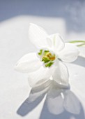CLOSE UP OF SNOWDROP- GALANTHUS GODFREY OWEN : STYLING BY JACKY HOBBS