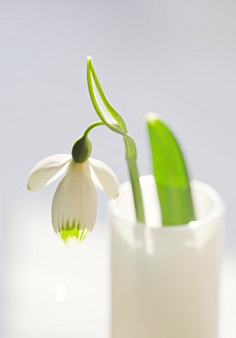 CLOSE_UP_OF_SNOWDROP_GALANTHUS_GREENFINCH__STYLING_BY_JACKY_HOBBS