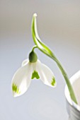 CLOSE UP OF SNOWDROP- GALANTHUS GREENFINCH : STYLING BY JACKY HOBBS