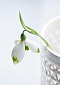 CLOSE UP OF SNOWDROP- GALANTHUS GREENFINCH : STYLING BY JACKY HOBBS