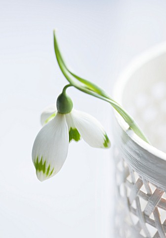 CLOSE_UP_OF_SNOWDROP_GALANTHUS_GREENFINCH__STYLING_BY_JACKY_HOBBS