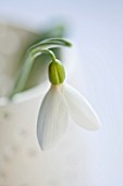 CLOSE UP OF SNOWDROP- GALANTHUS ALLENII : STYLING BY JACKY HOBBS