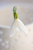 CLOSE UP OF SNOWDROP- GALANTHUS ALLENII : STYLING BY JACKY HOBBS