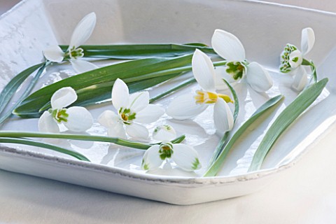 SNOWDROPS_IN_A_WHITE_DISH__LEFT_TO_RIGHT__GALANTHUS_GRACILIS__ALLENII__GODFREY_OWEN__GREENFINCH___RO