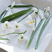SNOWDROPS IN A WHITE DISH - LEFT TO RIGHT - GALANTHUS GRACILIS  ALLENII  GODFREY OWEN  GREENFINCH   RONALD MACKENZIE  DIGGORY  LADY FAIRHAVEN : STYLING BY JACKY HOBBS