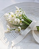SNOWDROPS ON A WHITE PLATE - GALANTHUS  : STYLING BY JACKY HOBBS