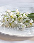 SNOWDROPS ON A WHITE PLATE - GALANTHUS NIVALIS  : STYLING BY JACKY HOBBS